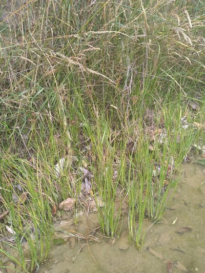 Juncus microcephalus, photographed by Leon Perrie