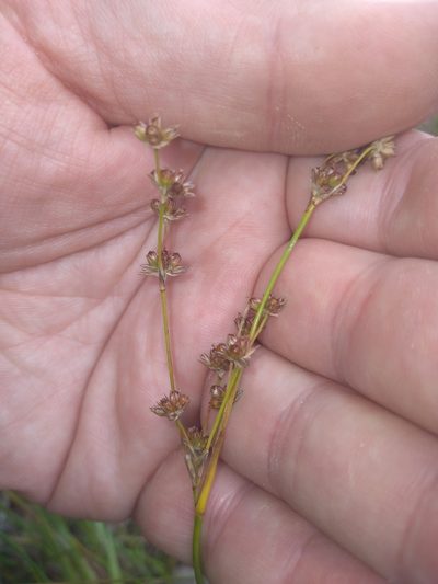 Juncus microcephalus, photographed by Leon Perrie