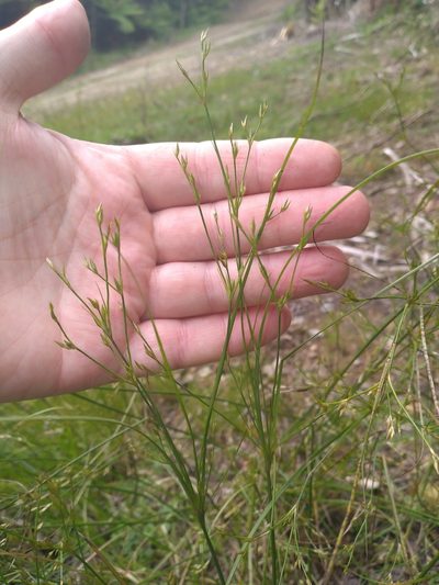 Juncus anthelatus, photographed by Leon Perrie