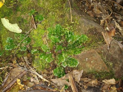 Treubia lacunosa, photographed by Leon Perrie
