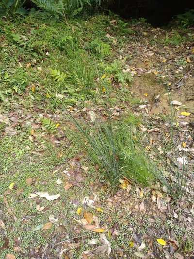 Juncus distegus, photographed by Leon Perrie