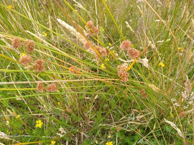 Juncus australis, photographed by Leon Perrie