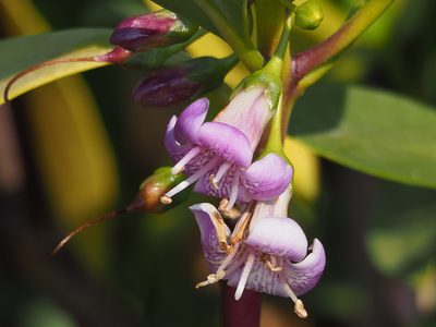 Myoporum bontioides, photographed by 葉子