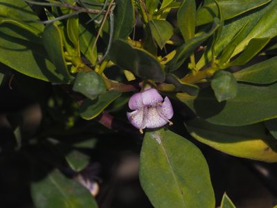 Myoporum bontioides, photographed by 葉子