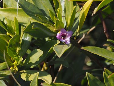 Myoporum bontioides, photographed by 葉子
