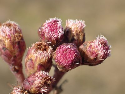 Pluchea pteropoda, photographed by 葉子
