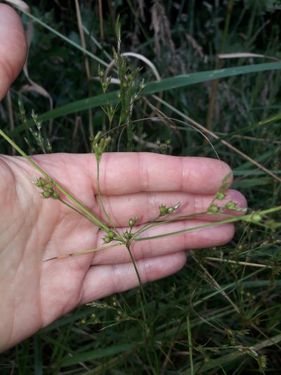 Juncus anthelatus, photographed by naturewatchwidow