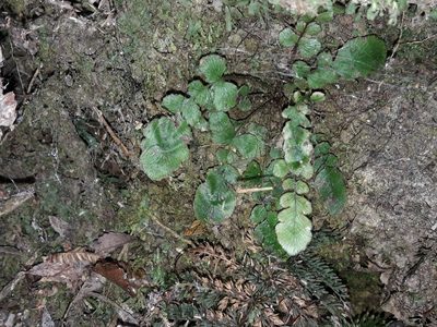 Cranfillia nigra, photographed by naturewatchwidow