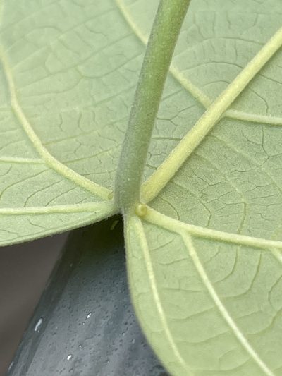 Endospermum chinense, photographed by Yj