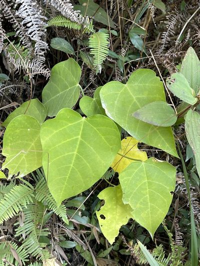 Endospermum chinense, photographed by Yj