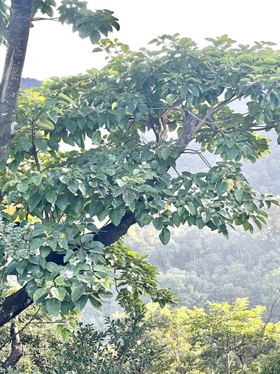 Endospermum chinense, photographed by Yj