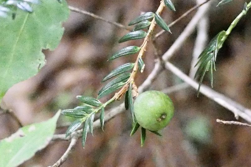 Torreya nucifera, photographed by りなべる