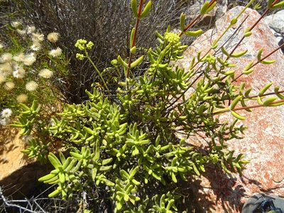 Crassula mollis, photographed by Paul Hoekman