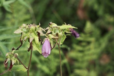 Campanula punctata, photographed by りなべる
