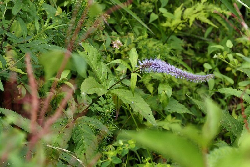 Veronicastrum sibiricum, photographed by りなべる
