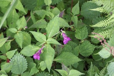 Impatiens textorii, photographed by りなべる