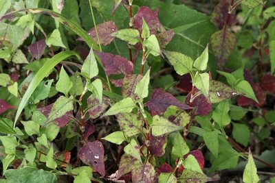 Persicaria nepalensis, photographed by りなべる
