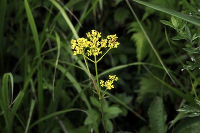 Patrinia scabiosifolia, photographed by りなべる