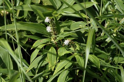 Lysimachia clethroides, photographed by りなべる