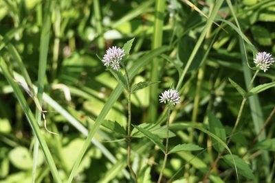 Eupatorium lindleyanum, photographed by りなべる