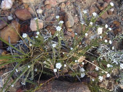 Phylica alba, photographed by Paul Hoekman