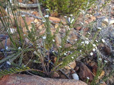 Phylica alba, photographed by Paul Hoekman
