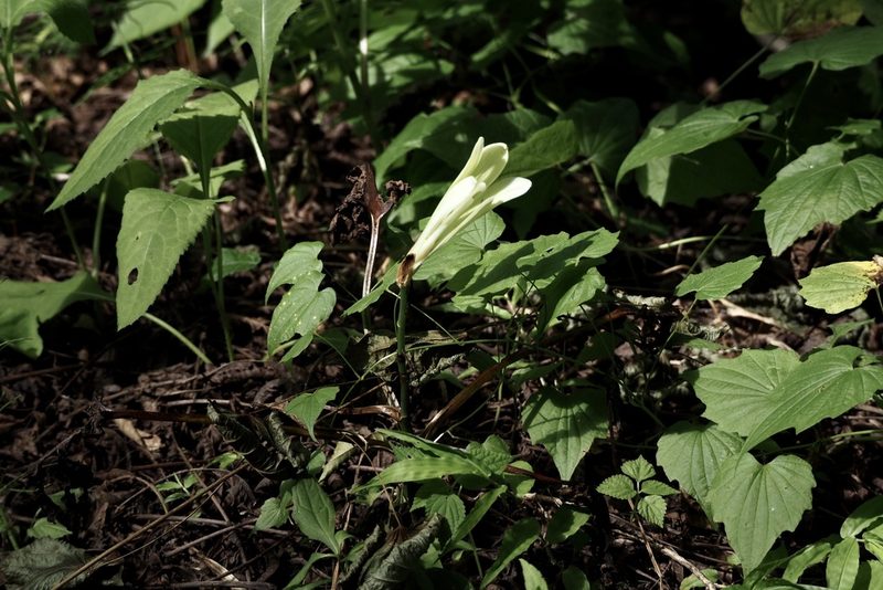 Cardiocrinum cordatum, photographed by りなべる