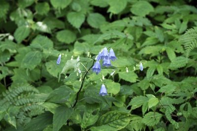 Adenophora remotiflora, photographed by りなべる