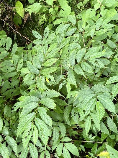 Elatostema involucratum, photographed by りなべる