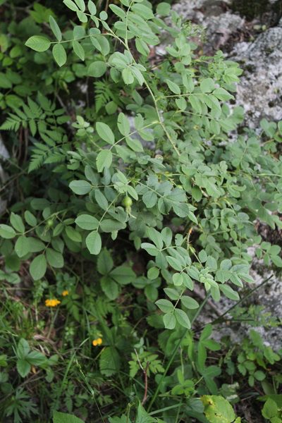 Rosa mollis, photographed by Dmitriy Bochkov