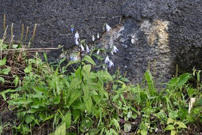 Adenophora remotiflora, photographed by りなべる