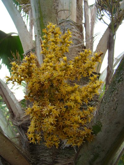 Pritchardia pacifica, photographed by Jean-Paul Boerekamps
