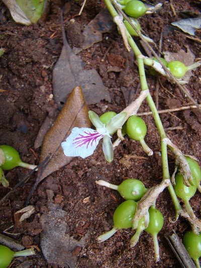 Elettaria cardamomum, photographed by Jean-Paul Boerekamps