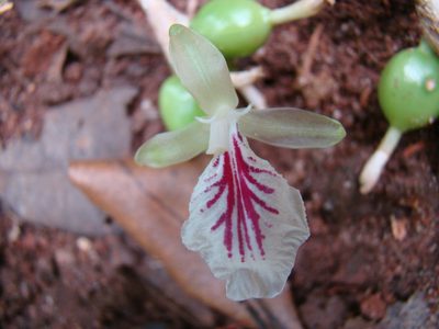 Elettaria cardamomum, photographed by Jean-Paul Boerekamps