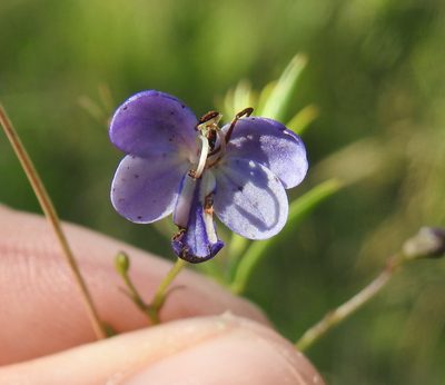 Rotheca louwalbertsii, photographed by Matthew Fainman
