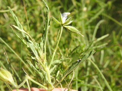 Monsonia attenuata, photographed by Matthew Fainman