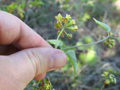 Cynanchum insipidum, photographed by Matthew Fainman