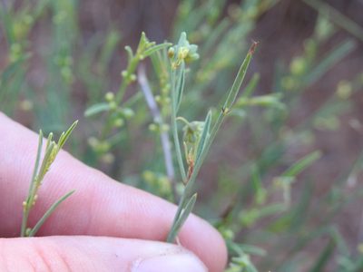 Phyllanthus incurvus, photographed by Matthew Fainman