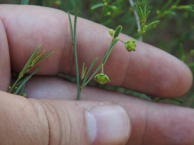 Phyllanthus incurvus, photographed by Matthew Fainman