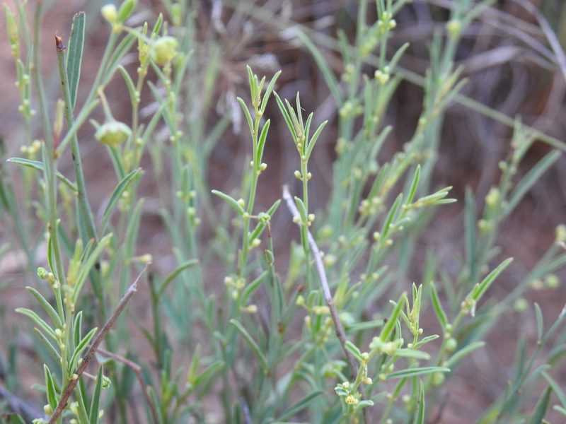 Phyllanthus incurvus, photographed by Matthew Fainman