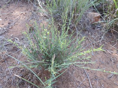 Phyllanthus incurvus, photographed by Matthew Fainman