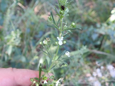 Teucrium trifidum, photographed by Matthew Fainman