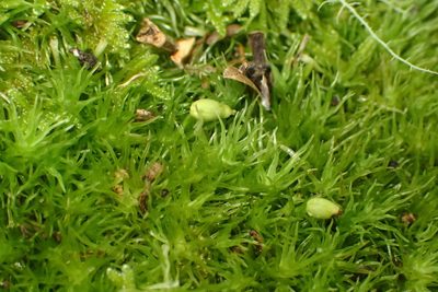Leucobryum acutifolium, photographed by Nicola van Berkel