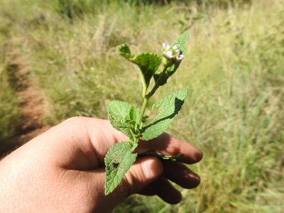 Lantana rugosa, photographed by Matthew Fainman