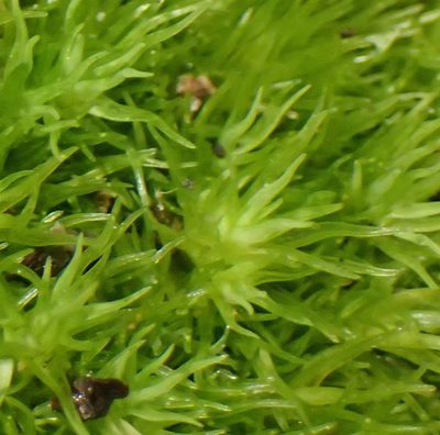 Leucobryum acutifolium, photographed by Nicola van Berkel