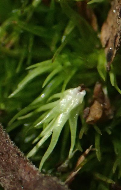 Leucobryum acutifolium, photographed by Nicola van Berkel
