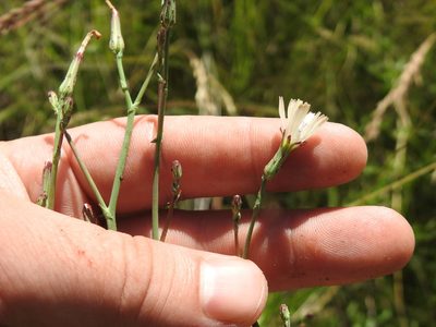 Lactuca inermis, photographed by Matthew Fainman