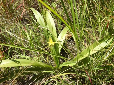 Hypoxis rigidula, photographed by Matthew Fainman