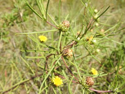 Geigeria burkei, photographed by Matthew Fainman