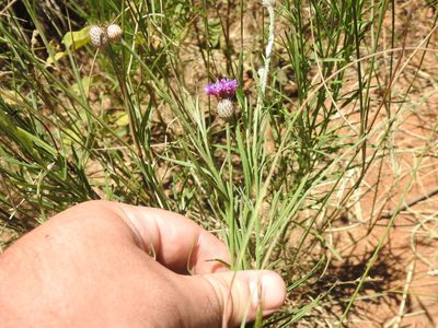 Parapolydora fastigiata, photographed by Matthew Fainman